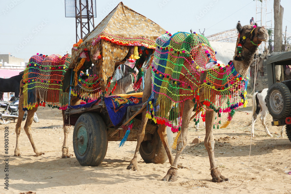 Decorated camel taking part at annual pushkar camel mela holiday