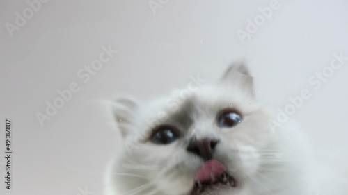 underneath view of white Birman cat drinking water