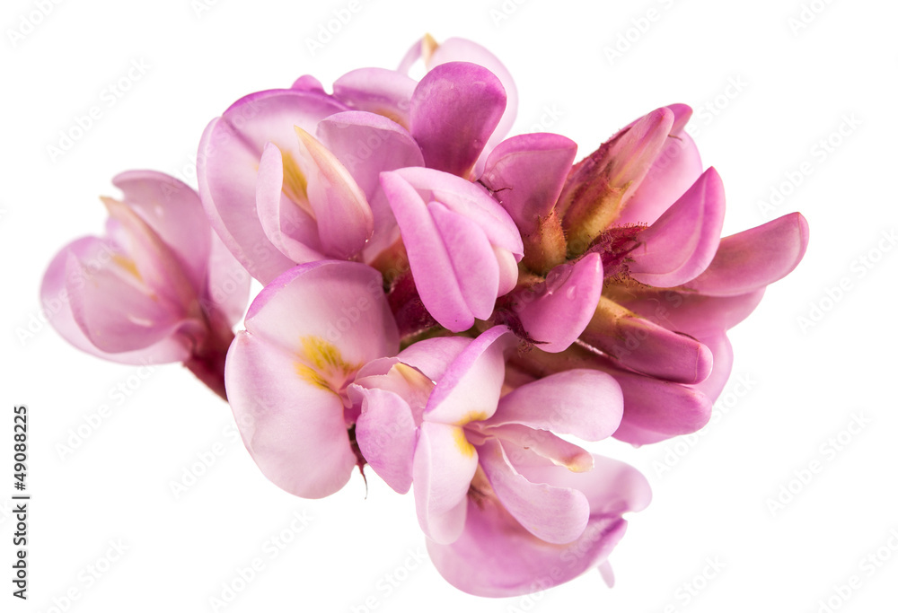 Naklejka premium Rose acacia isolated