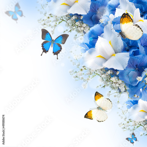 Fototapeta Naklejka Na Ścianę i Meble -  Flowers and butterfly, blue hydrangeas and white irises
