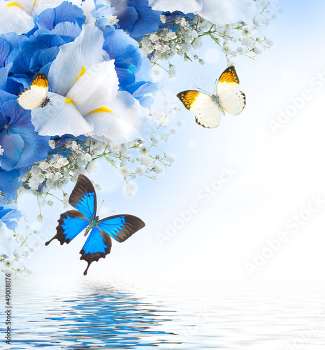 Fototapeta Naklejka Na Ścianę i Meble -  Flowers and butterfly, blue hydrangeas and white irises