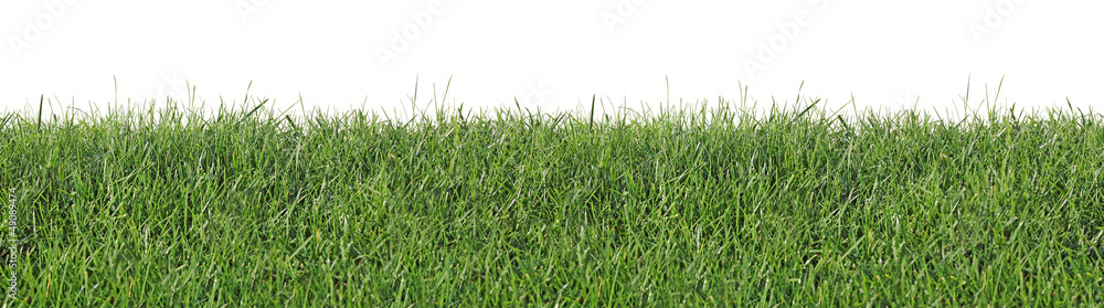 Fototapeta premium Fresh spring grass, as seamless wallpaper, isolated on a white background