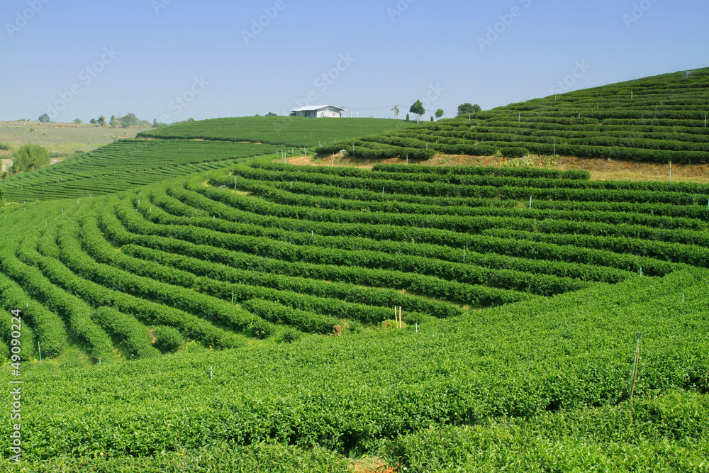 Tea Plantation in Highland, Thailand Tea Plantation in Highland, Thailand