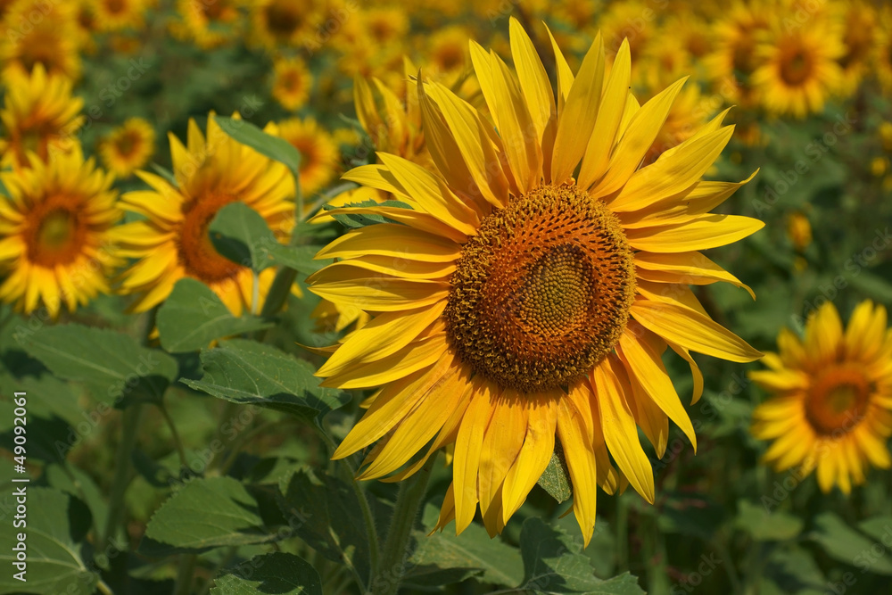 Sunflowers Sunflowers