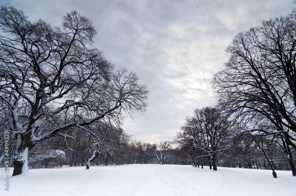 Obraz premium Forest path thru snow under heavy clouds