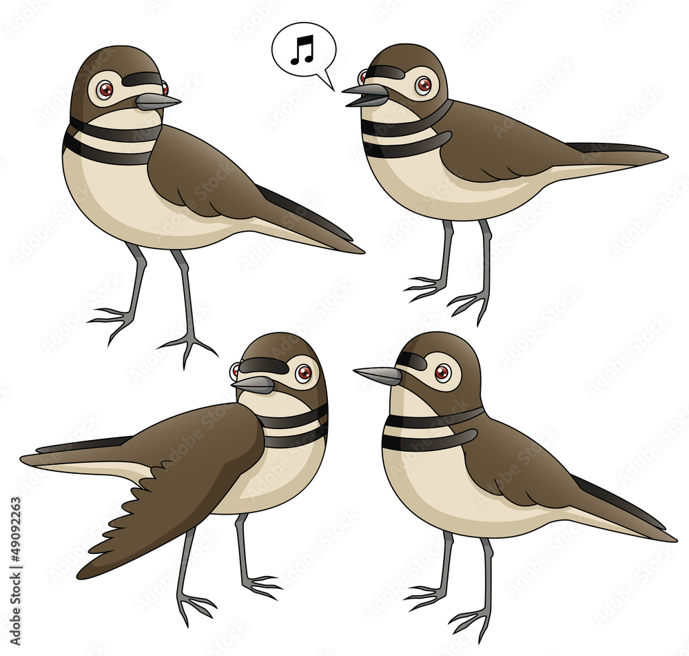 Fototapeta premium Cartoon Killdeer Set