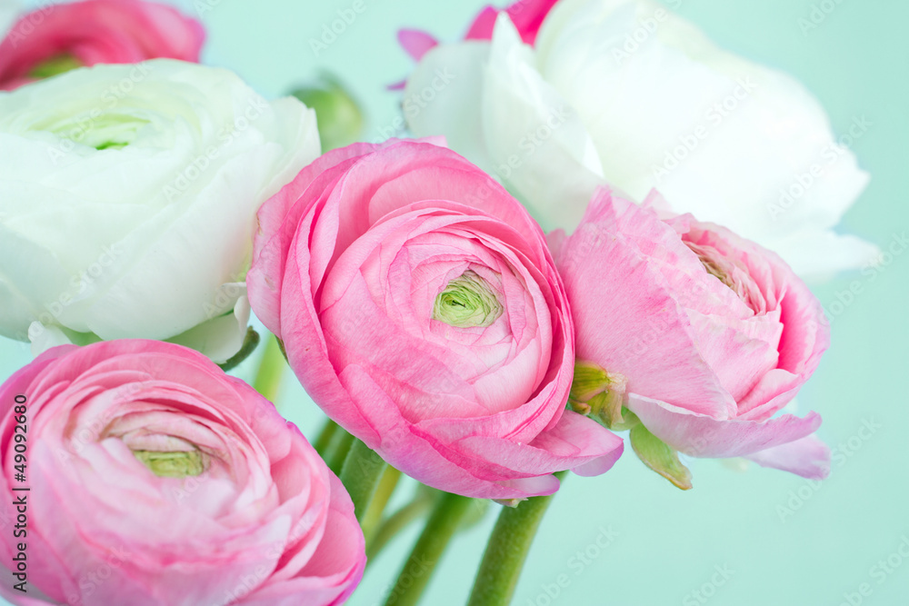 Fototapeta premium Bouquet of pink and white ranunculus