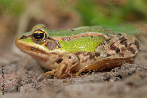 Sunbathing edible frog