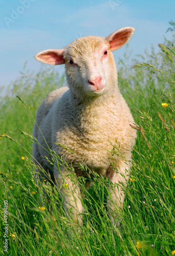 Картината върху платно Sheep in the grass