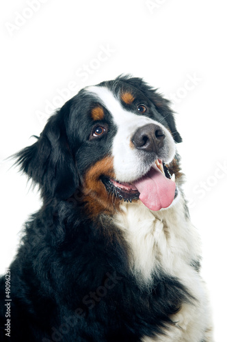 Bernese mountain dog