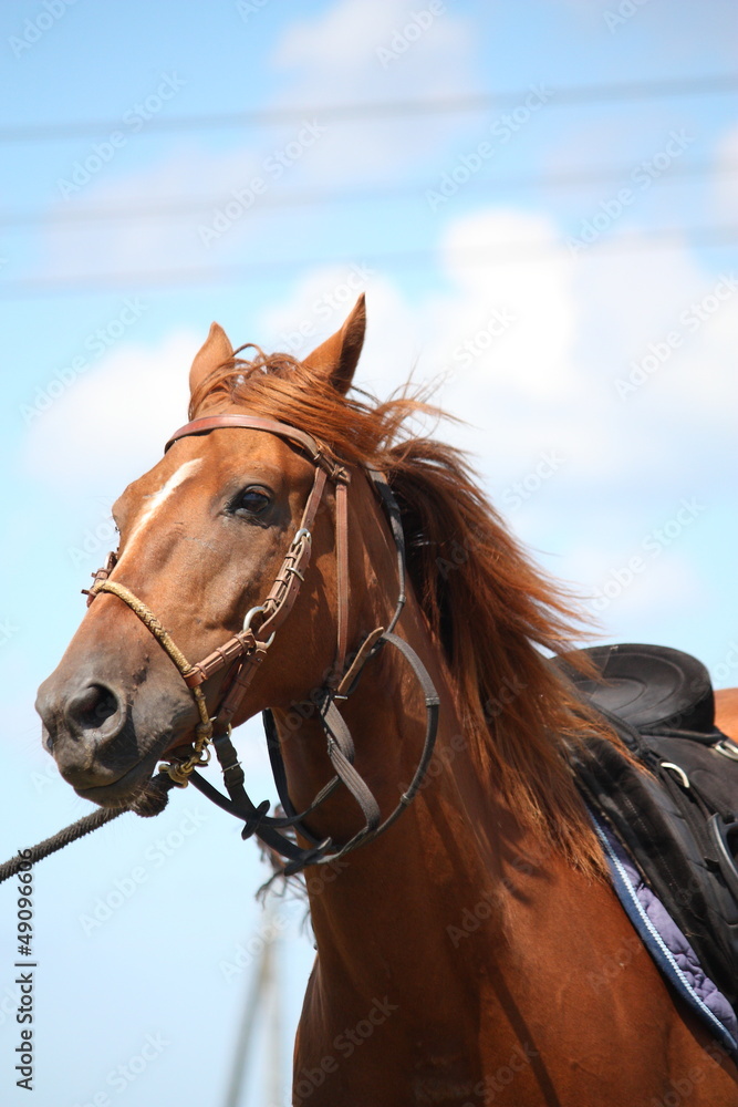 Chestnut horse portrait with bridle Chestnut horse portrait with bridle