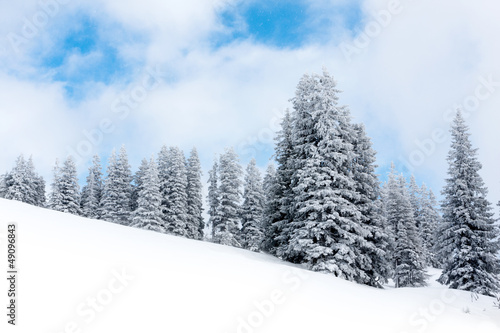 Winter forest © Pavlo Klymenko