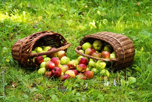 Frische Bio-Äpfel photo