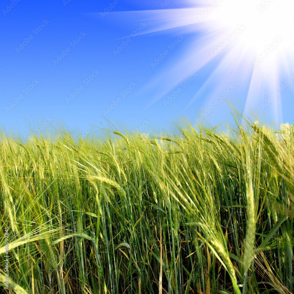 Obraz premium Green meadow under blue sky