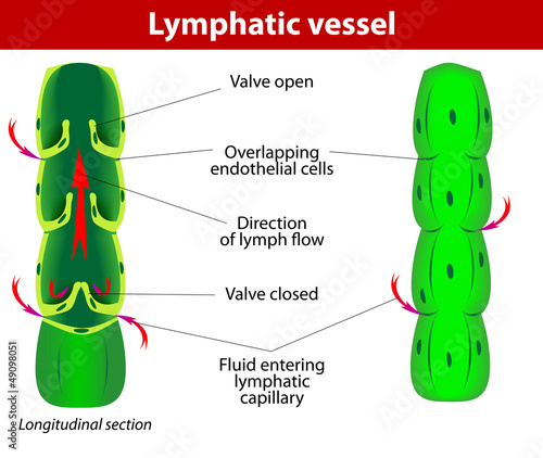 lymphatic vessel photo