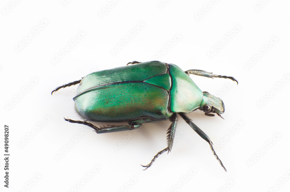 Naklejka premium green scarab