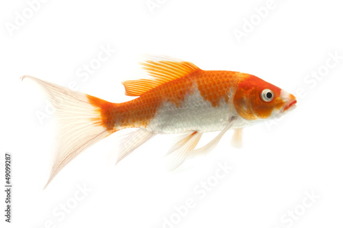 Red and White Koi Fish