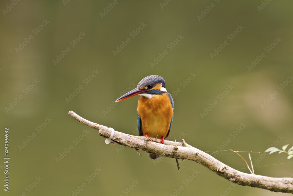 Fototapeta premium common kingfisher,Alcedo atthis