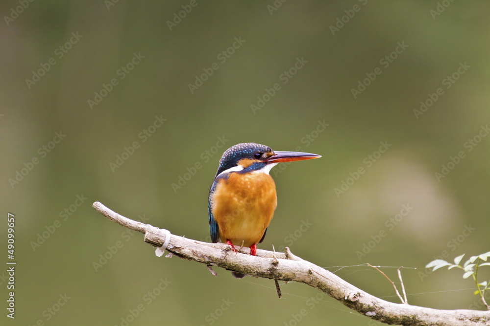 common kingfisher,Alcedo atthis common kingfisher,Alcedo atthis