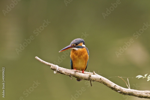 common kingfisher,Alcedo atthis © photoncatcher36