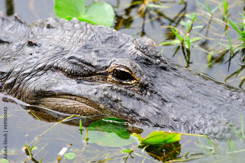 Fototapeta premium Alligator closeup in wild