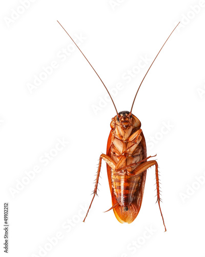 A dead cockroach isolated on white background © ijacky