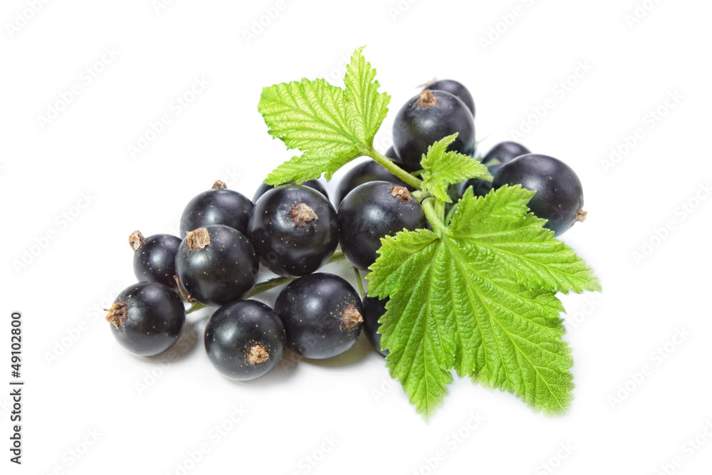 Black Currant Black Currant