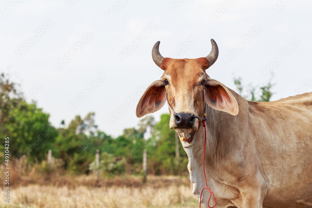 Thai cow standing in the field