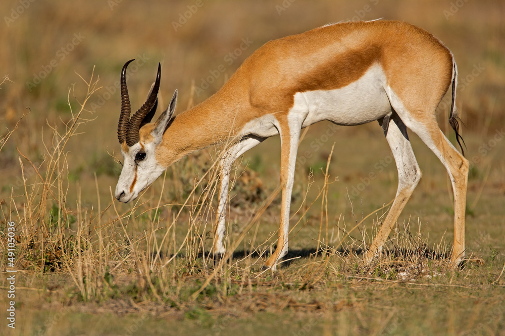 Springbok walking in grass-field; Antidorcas marsupialis Springbok walking in grass-field; Antidorcas marsupialis