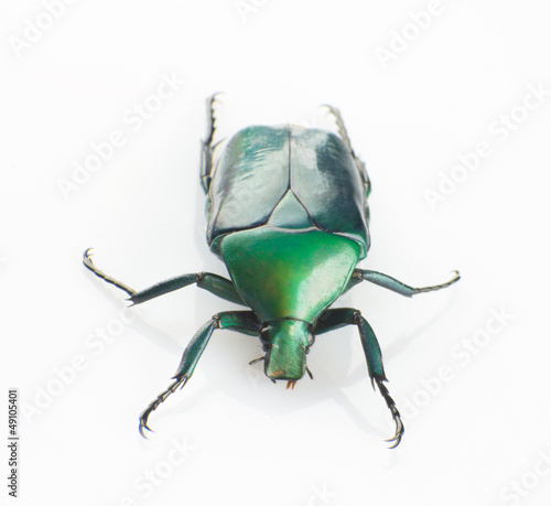 green scarab
