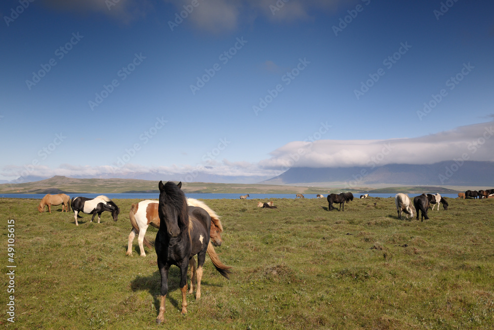 Obraz premium Group of Icelandic Horses.