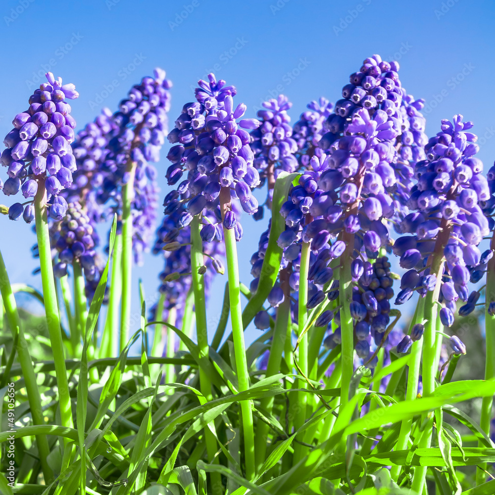 Fototapeta premium Traubenhyazinthen, Muscari, blaue Frühlingsblumen