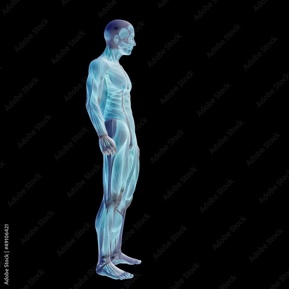 High resolution conceptual 3D human for anatomy High resolution conceptual 3D human for anatomy