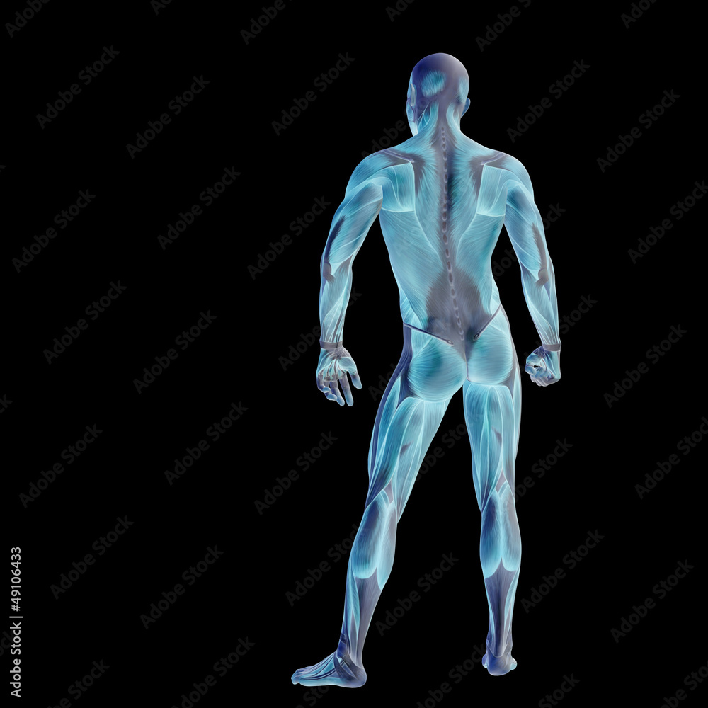 High resolution conceptual 3D human for anatomy