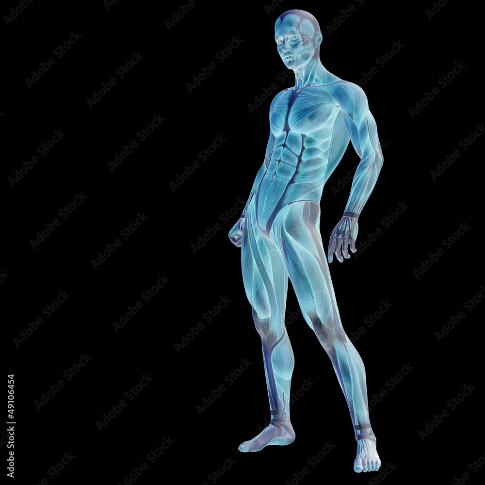 High resolution conceptual 3D human for anatomy