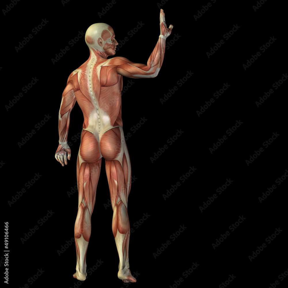 High resolution conceptual 3D human for anatomy High resolution conceptual 3D human for anatomy