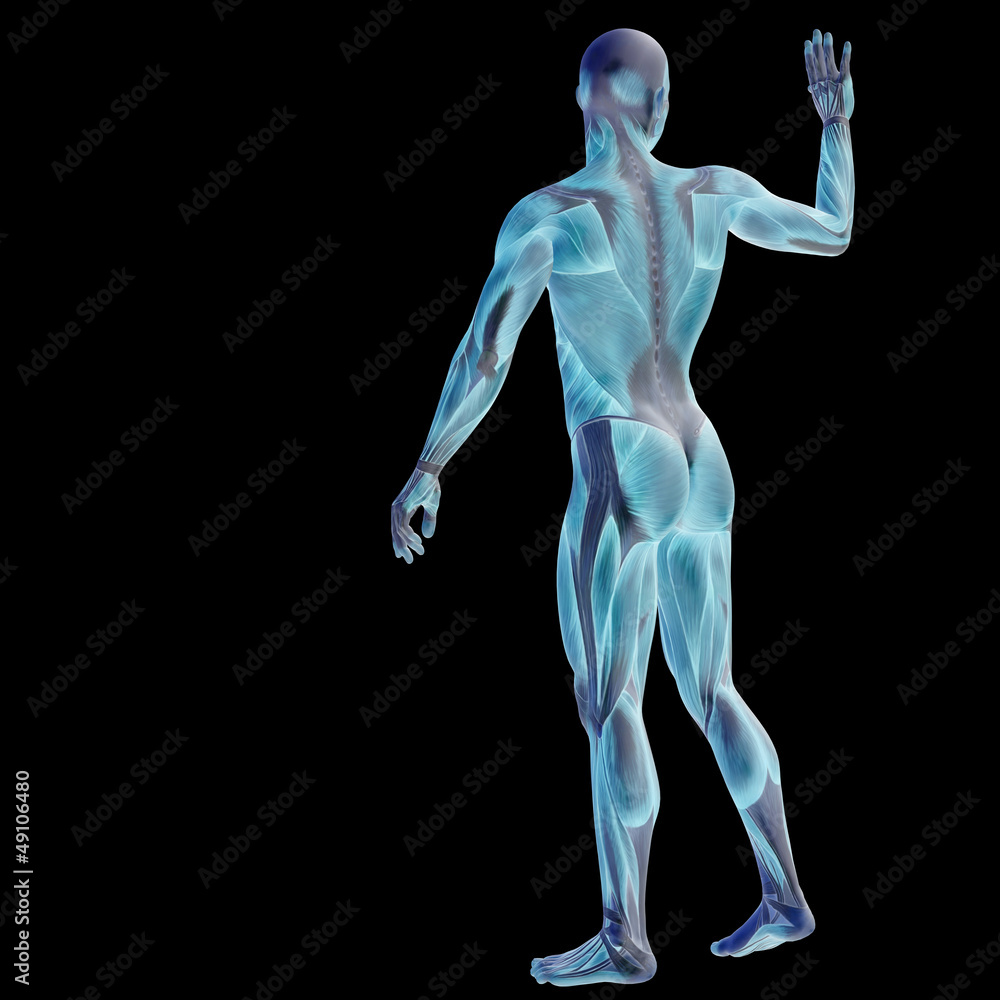 High resolution conceptual 3D human for anatomy