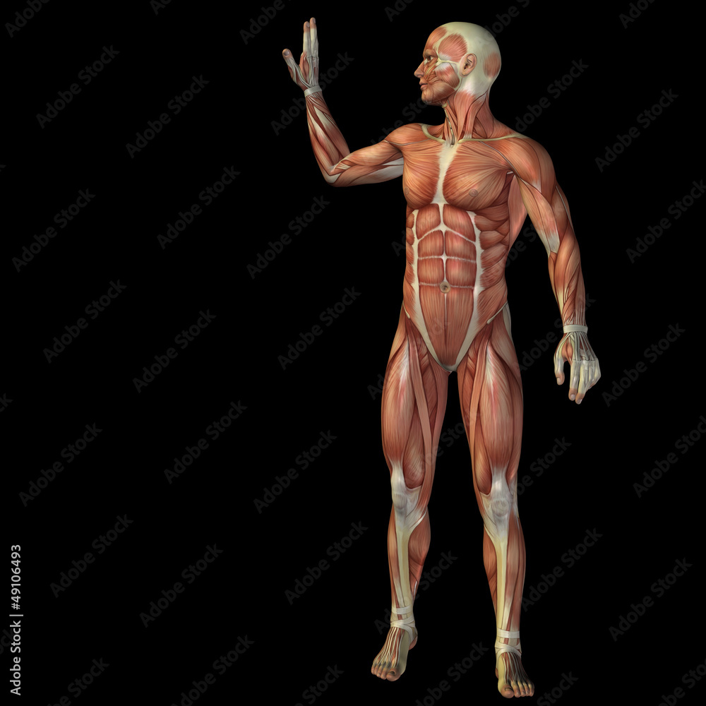 Fototapeta premium High resolution conceptual 3D human for anatomy