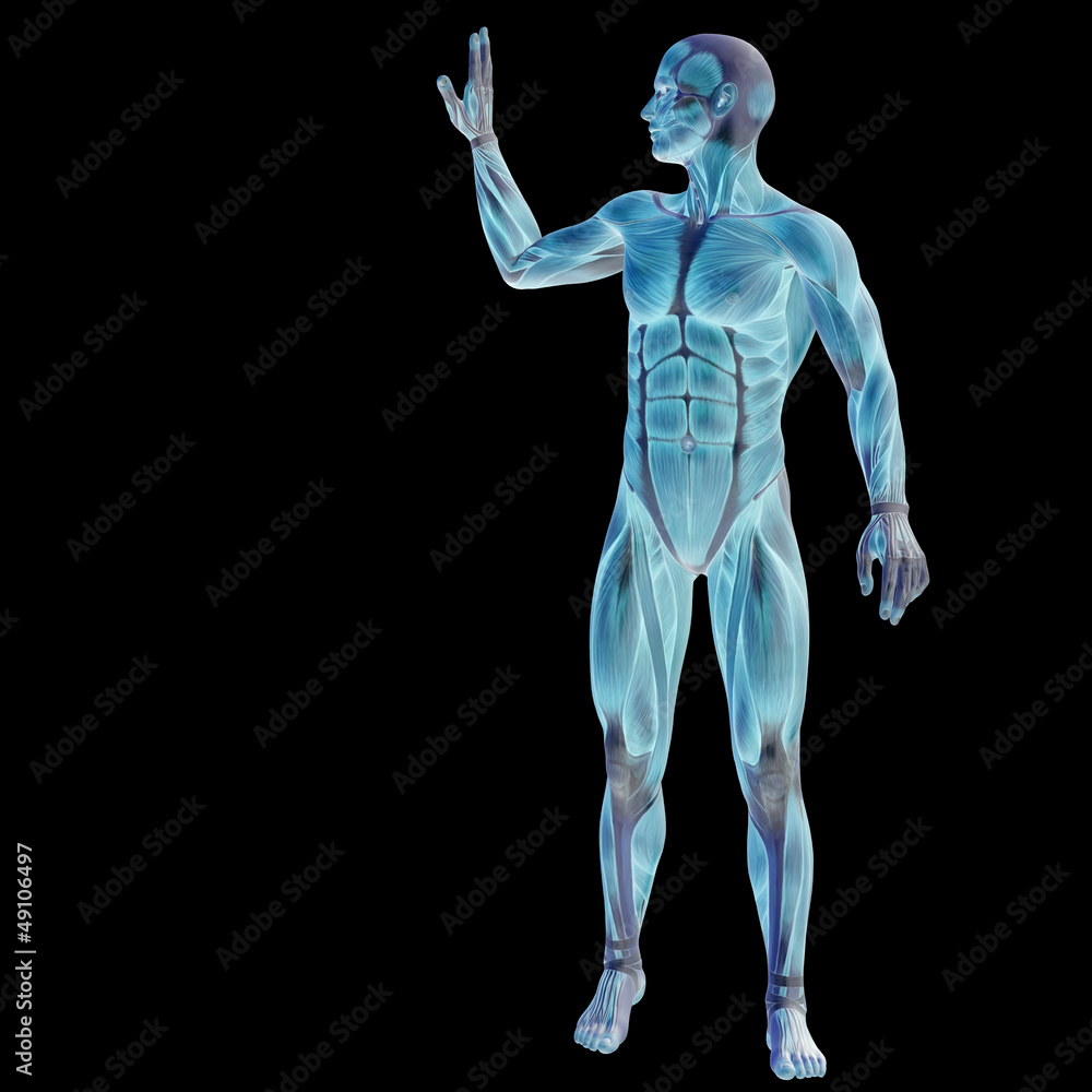 High resolution conceptual 3D human for anatomy