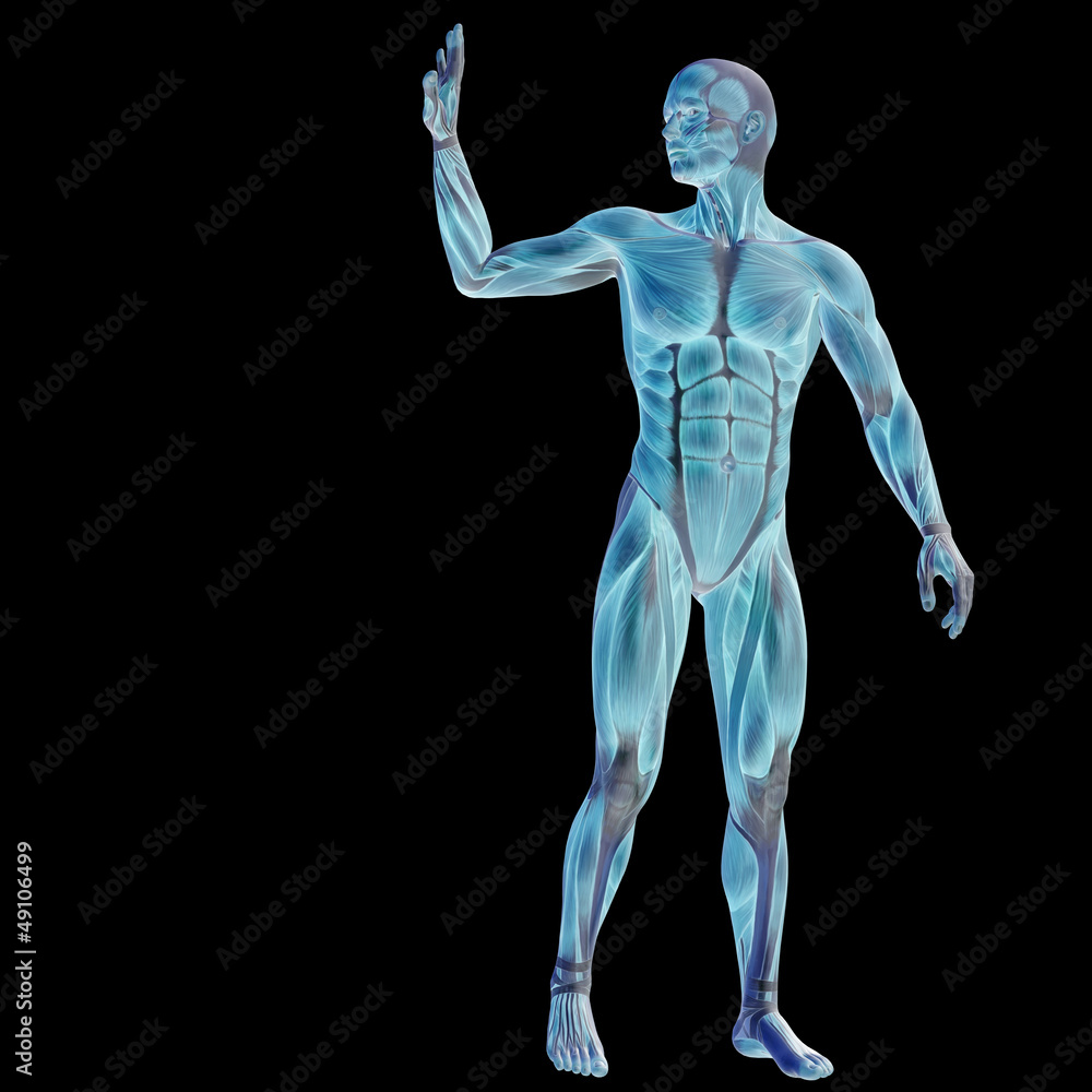High resolution conceptual 3D human for anatomy High resolution conceptual 3D human for anatomy