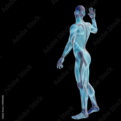 High resolution conceptual 3D human for anatomy