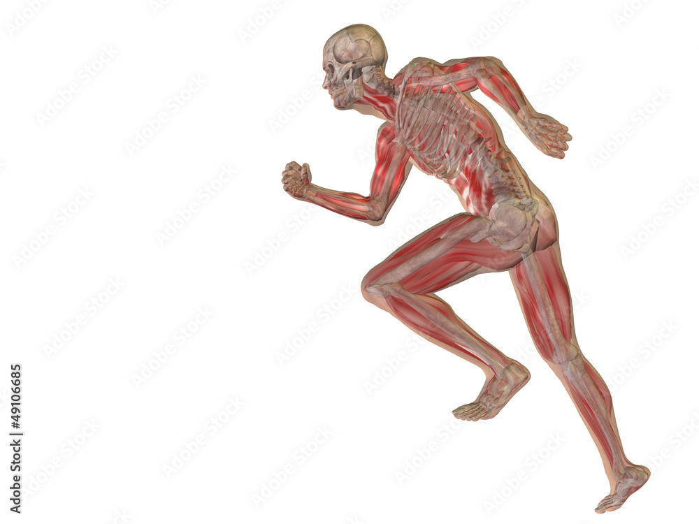 High resolution conceptual human for anatomy,medicine, health High resolution conceptual human for anatomy,medicine, health