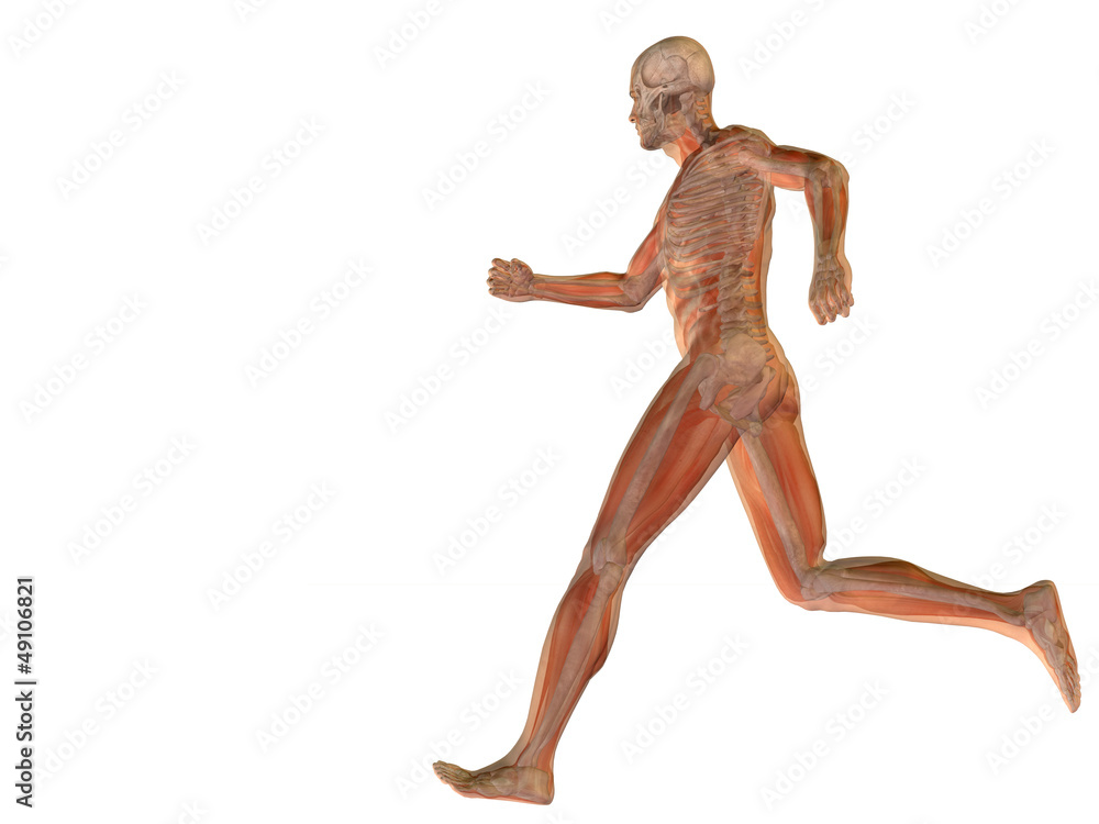 High resolution conceptual human for anatomy,medicine, health High resolution conceptual human for anatomy,medicine, health