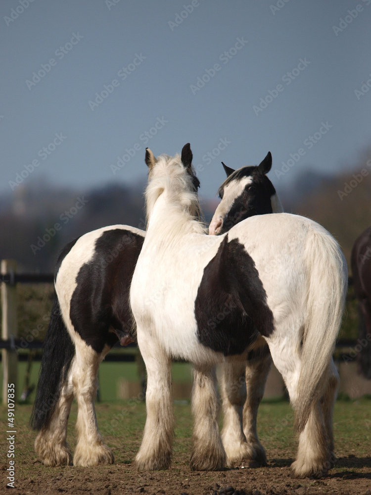 Fototapeta premium Two Horse Scratching