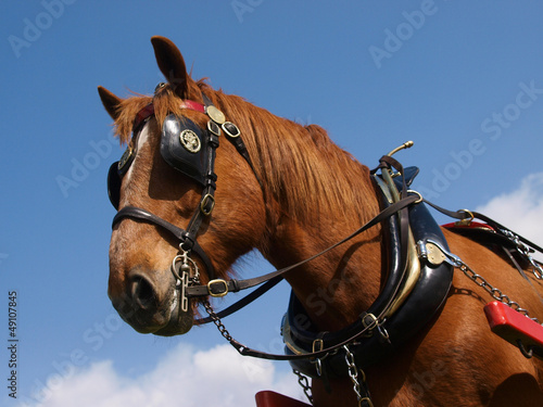 Harnessed Horse © Nigel Baker
