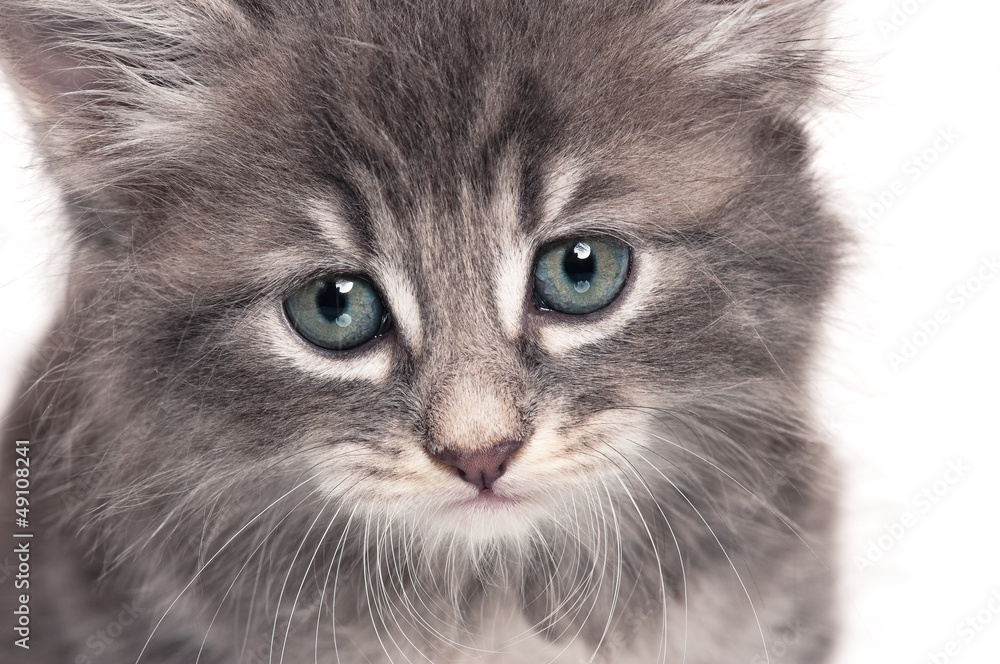 Little kitten Little kitten