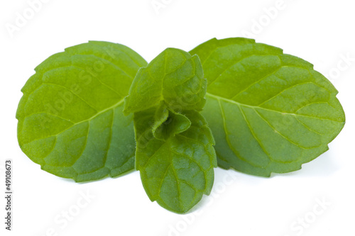 fresh mint isolated on white background