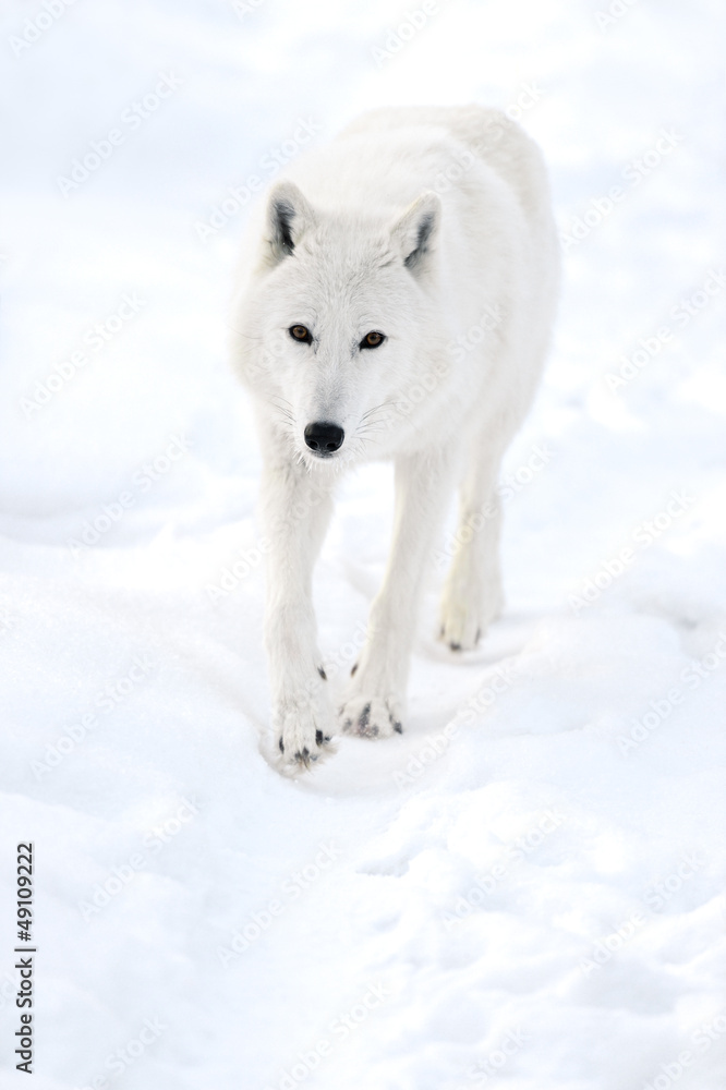 Polar wolf Polar wolf
