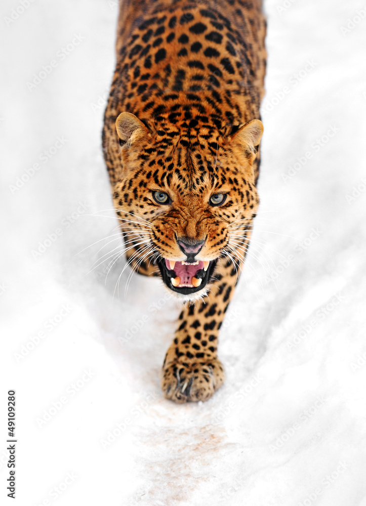 Leopard