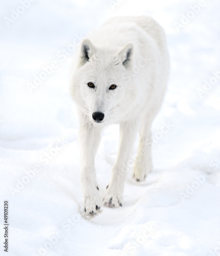 Polar wolf © kyslynskyy
